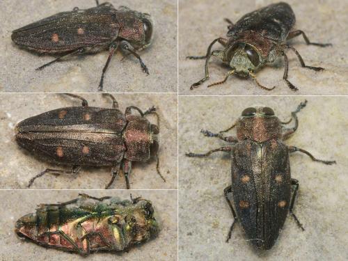 Réf. 232 476 : Chrysobothris affinis